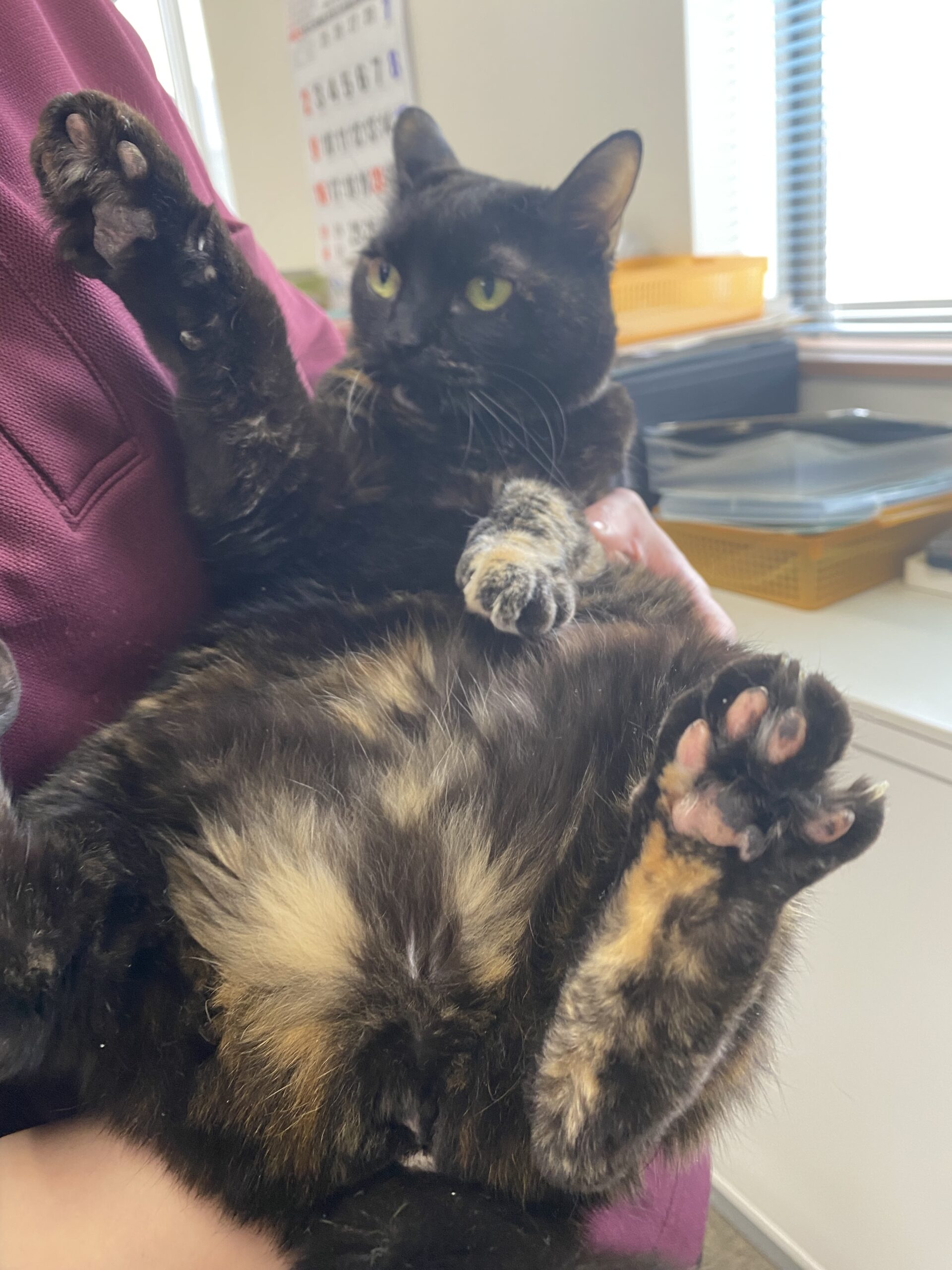 社会福祉法人 真生会 夢