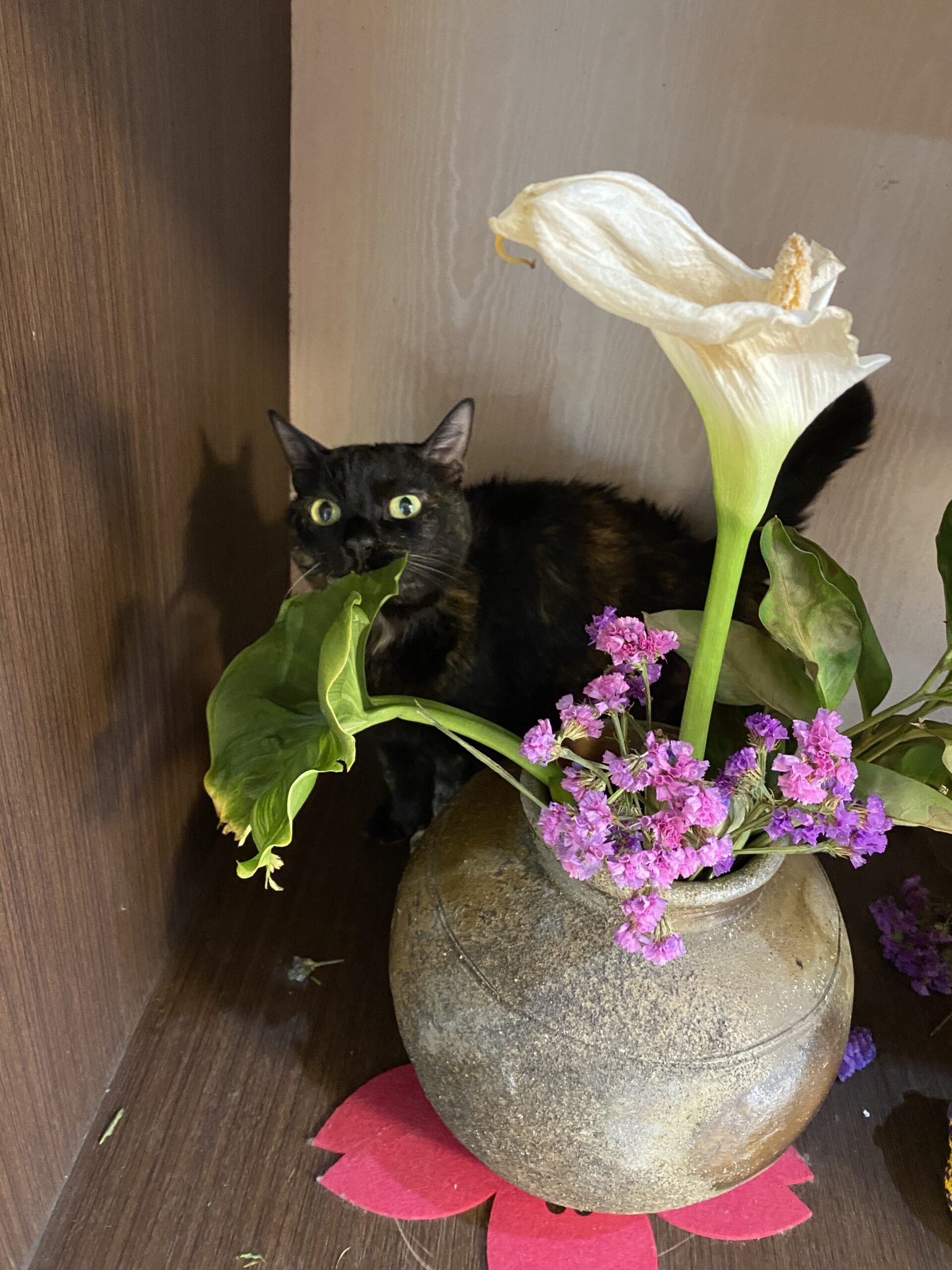 社会福祉法人 真生会 夢